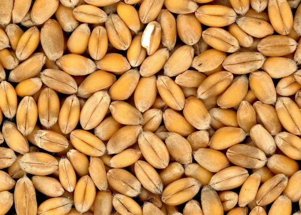 фотография продукта Пшеница фуражная. 12500 руб/тонна.